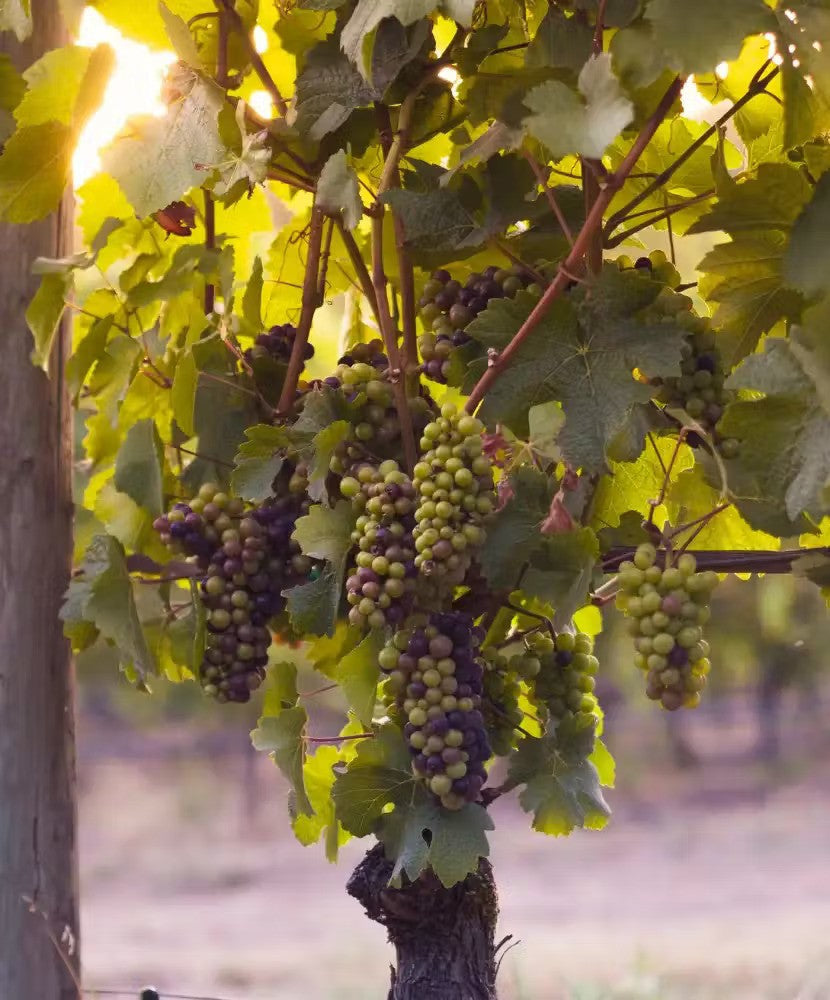 Pinot Noir from California, Burgundy, South Africa